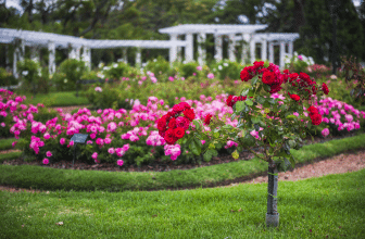 Elegante Rosenbegleiter machen den Rosengarten noch schöner