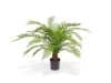 + 10 % Kassenrabatt | Designplants Alsophillia Farn Kunstpflanze (h: 80 cm)