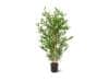 + 10 % Kassenrabatt | Designplants Japanischer Bambus Kunstpflanze (h: 90 cm)