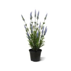 + 10 % Kassenrabatt | Designplants Lavendel Kunstpflanze (h: 50 cm)
