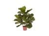 + 10 % Kassenrabatt | Designplants Lyrata Kunstpflanze (h: 45 cm)