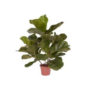 + 10 % Kassenrabatt | Designplants Lyrata Kunstpflanze (h: 45 cm)