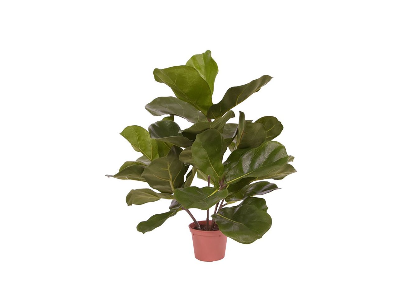 + 15 % Kassenrabatt | Designplants Lyrata Kunstpflanze (h: 45 cm)