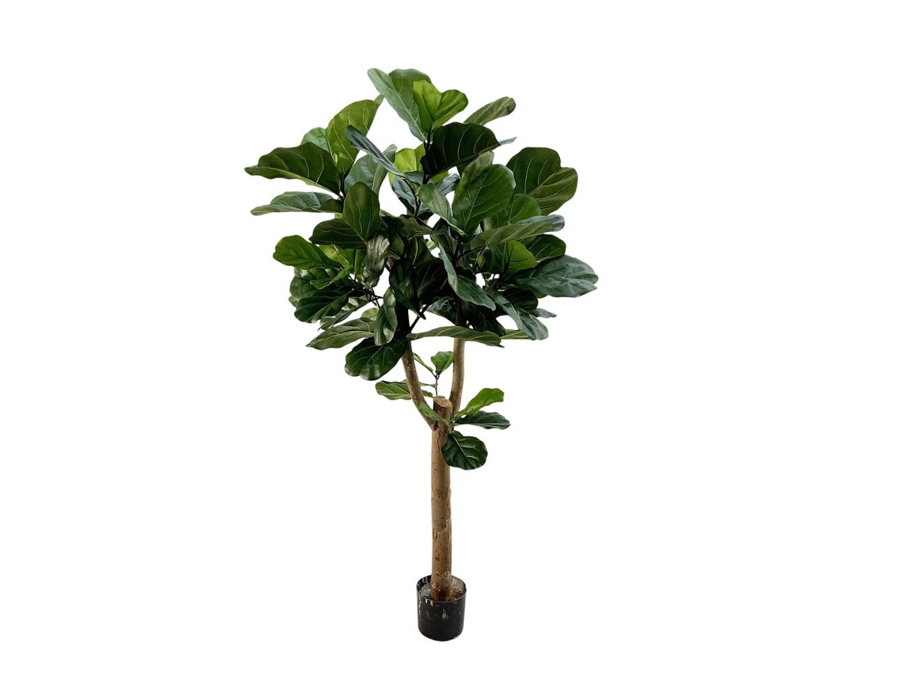 + 15 % Kassenrabatt | Designplants Lyrata Y Kunstbaum (h: 170 cm)