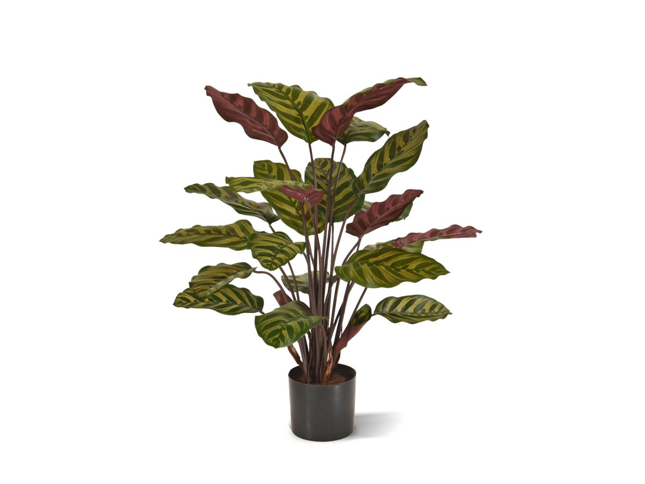 + 15 % Kassenrabatt | Designplants Red Calathea Makoyana Kunstpflanze (h: 60 cm)