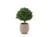 + 10 % Kassenrabatt | Designplants/Luca Lifestyle Buxus Kugel Kunstpflanze (h:40 cm) mit Bordo Balloon Blumentopf