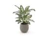 + 10 % Kassenrabatt | Designplants/Luca Lifestyle Dieffenbachia Kunstpflanze (h:60 cm) mit Bordo Balloon Blumentopf