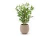 + 10 % Kassenrabatt | Designplants/Luca Lifestyle Japanischer Bambus Kunstpflanze (h:60 cm) mit Bordo Balloon Blumentopf