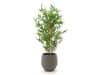 + 10 % Kassenrabatt | Designplants/Luca Lifestyle Japanischer Bambus Kunstpflanze (h:90 cm) mit Bordo Balloon Blumentopf