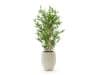+ 10 % Kassenrabatt | Designplants/Luca Lifestyle Japanischer Bambus Kunstpflanze (h:90 cm) mit Grigio Tall Balloon Blumentopf