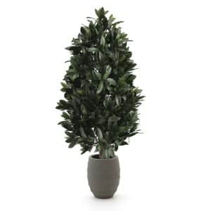 Designplants/Luca Lifestyle Lorbeer Pyramide Kunstpflanze (h:150 cm) mit Bordo Tall Balloon Blumentopf