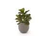 + 10 % Kassenrabatt | Designplants/Luca Lifestyle Lyrata Kunstpflanze (h:45 cm) mit Bordo Balloon Blumentopf