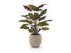 + 10 % Kassenrabatt | Designplants/Luca Lifestyle Red Calathea Makoyana Kunstpflanze (h:60 cm) mit Bordo Balloon Blumentopf