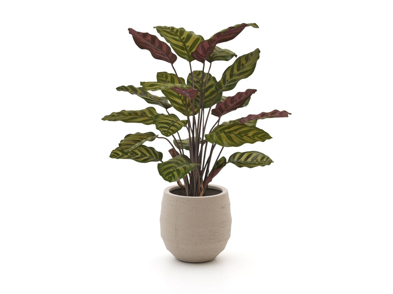 + 15 % Kassenrabatt | Designplants/Luca Lifestyle Red Calathea Makoyana Kunstpflanze (h:60 cm) mit Bordo Balloon Blumentopf