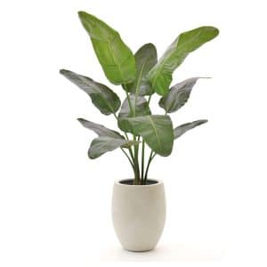 + 15 % Kassenrabatt | Designplants/Luca Lifestyle Strelitzia Nicolai Kunstpflanze (h:145 cm) mit Grigio Tall Balloon Blumentopf