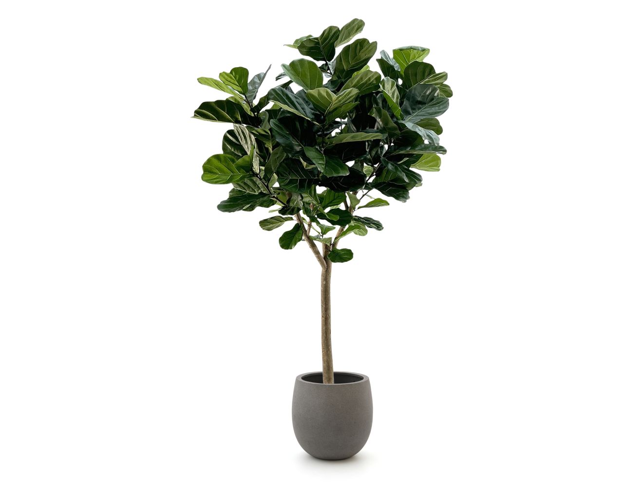 + 15 % Kassenrabatt | Designplants/Luca Lifestyle Lyrata Y Kunstbaum (h:220 cm) mit Grigio Balloon Blumentopf