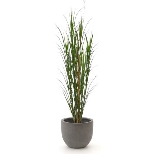 Designplants/Luca Lifestyle Riedgras Kunstpflanze (h:165 cm) mit Grigio New Egg Blumentopf