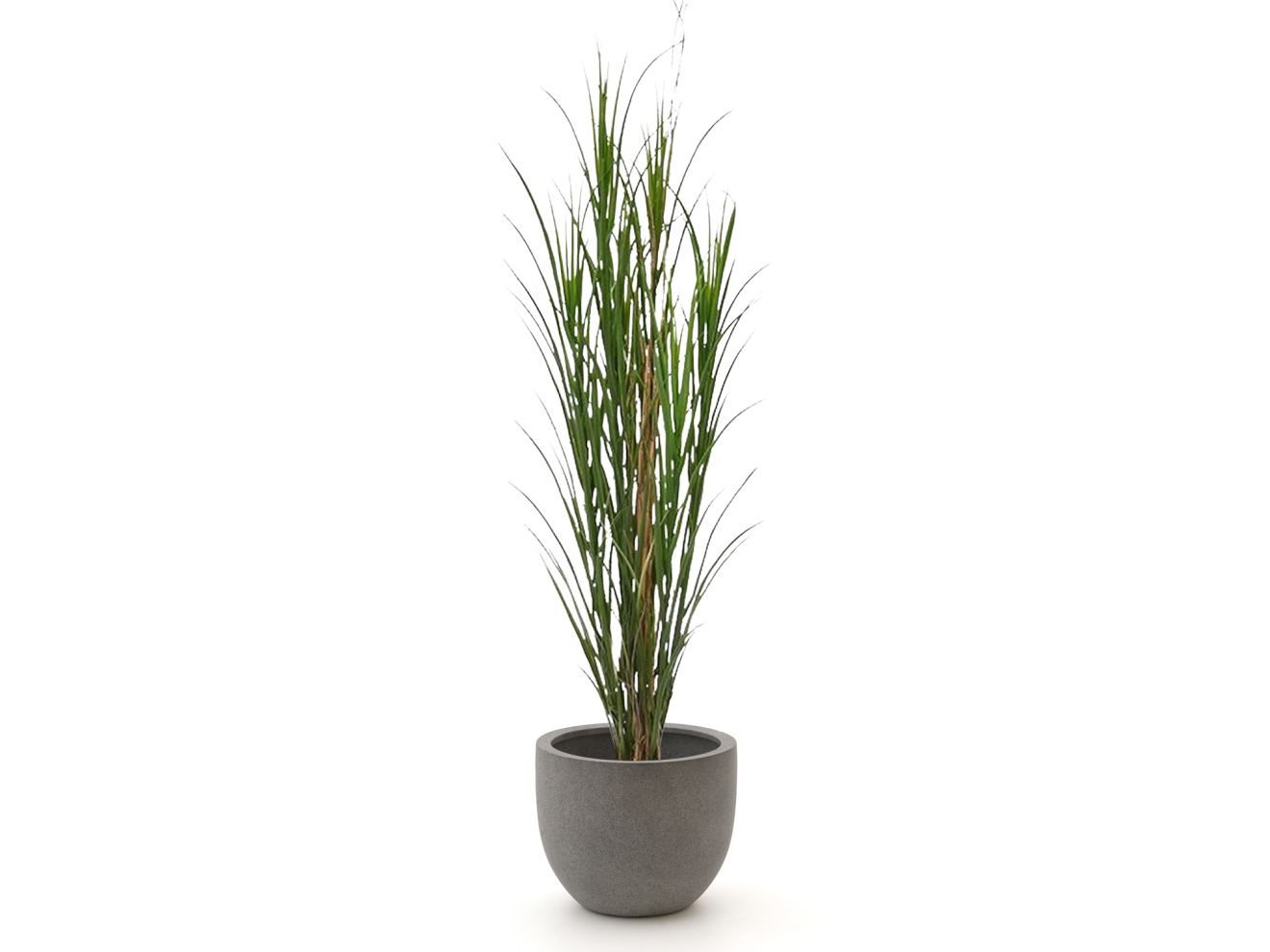 + 15 % Kassenrabatt | Designplants/Luca Lifestyle Riedgras Kunstpflanze (h:165 cm) mit Grigio New Egg Blumentopf