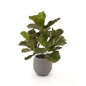 Designplants/Luca Lifestyle Lyrata Kunstpflanze (h:45 cm) mit Bordo Balloon Blumentopf