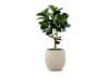 + 10 % Kassenrabatt | Designplants/Luca Lifestyle Lyrata Y Kunstbaum (h:170 cm) mit Bordo Tall Balloon Blumentopf