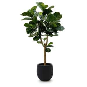 + 10 % Kassenrabatt | Designplants/Luca Lifestyle Lyrata Y Kunstbaum (h:170 cm) mit Grigio Balloon Blumentopf