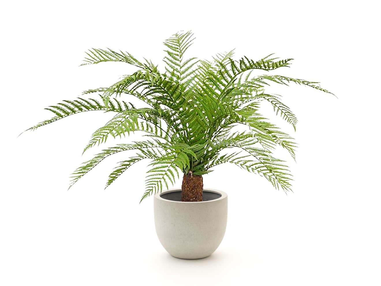 + 15 % Kassenrabatt | Designplants/Luca Lifestyle Alsophillia Farn Kunstpflanze (h:80 cm) mit Grigio New Egg Blumentopf