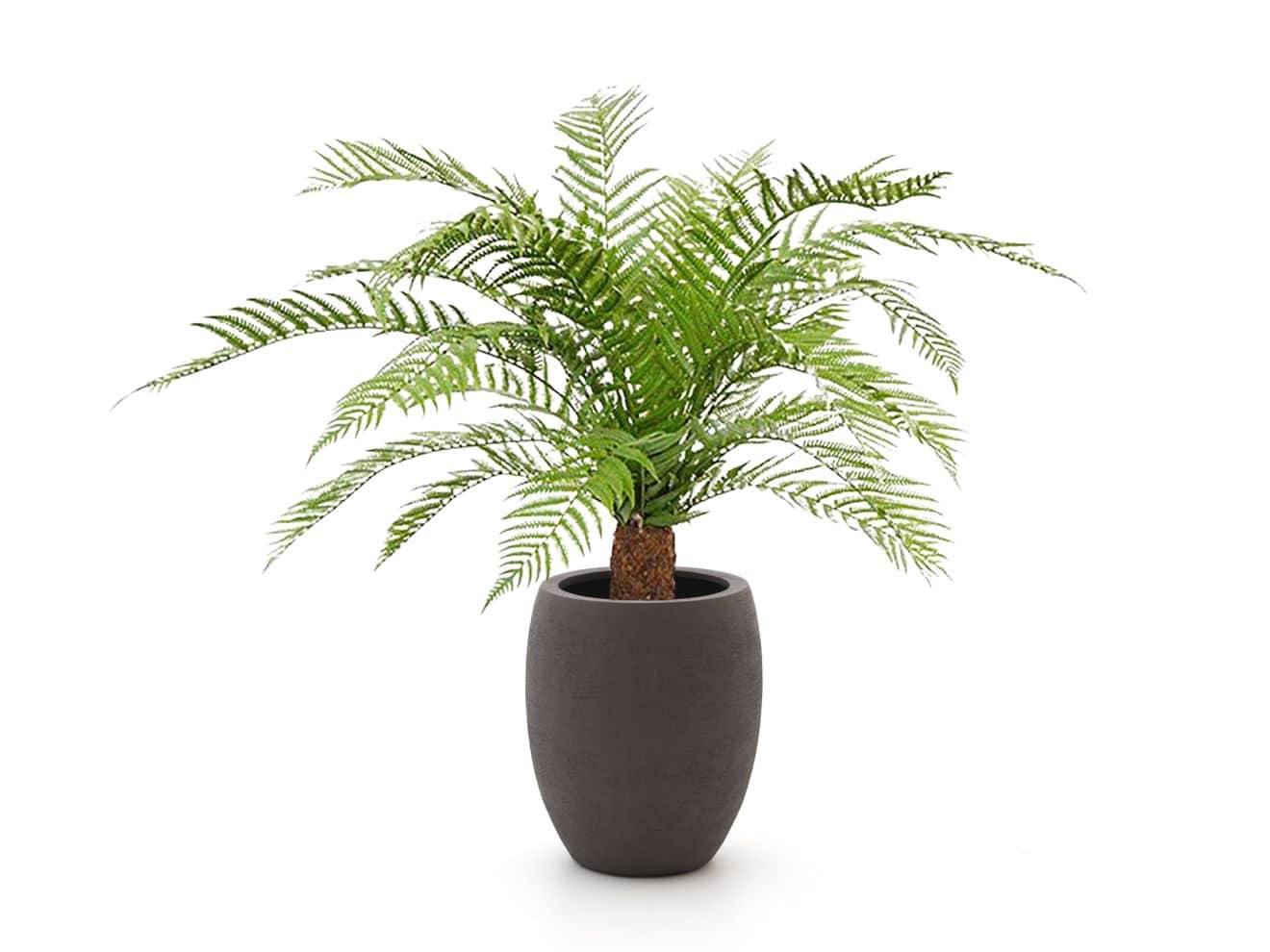 + 15 % Kassenrabatt | Designplants/Luca Lifestyle Alsophillia Farn Kunstpflanze (h:80 cm) mit Terreno Tall Balloon Blumentopf