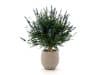 + 10 % Kassenrabatt | Designplants/Luca Lifestyle Lavendel Kugel Kunstpflanze (h:60 cm) mit Bordo Balloon Blumentopf