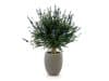 + 10 % Kassenrabatt | Designplants/Luca Lifestyle Lavendel Kugel Kunstpflanze (h:60 cm) mit Grigio Tall Balloon Blumentopf