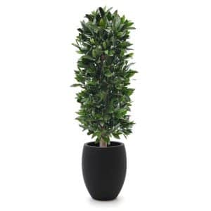 Designplants/Luca Lifestyle Lorbeer Säule Kunstpflanze (h:125 cm) mit Grigio Tall Balloon Blumentopf