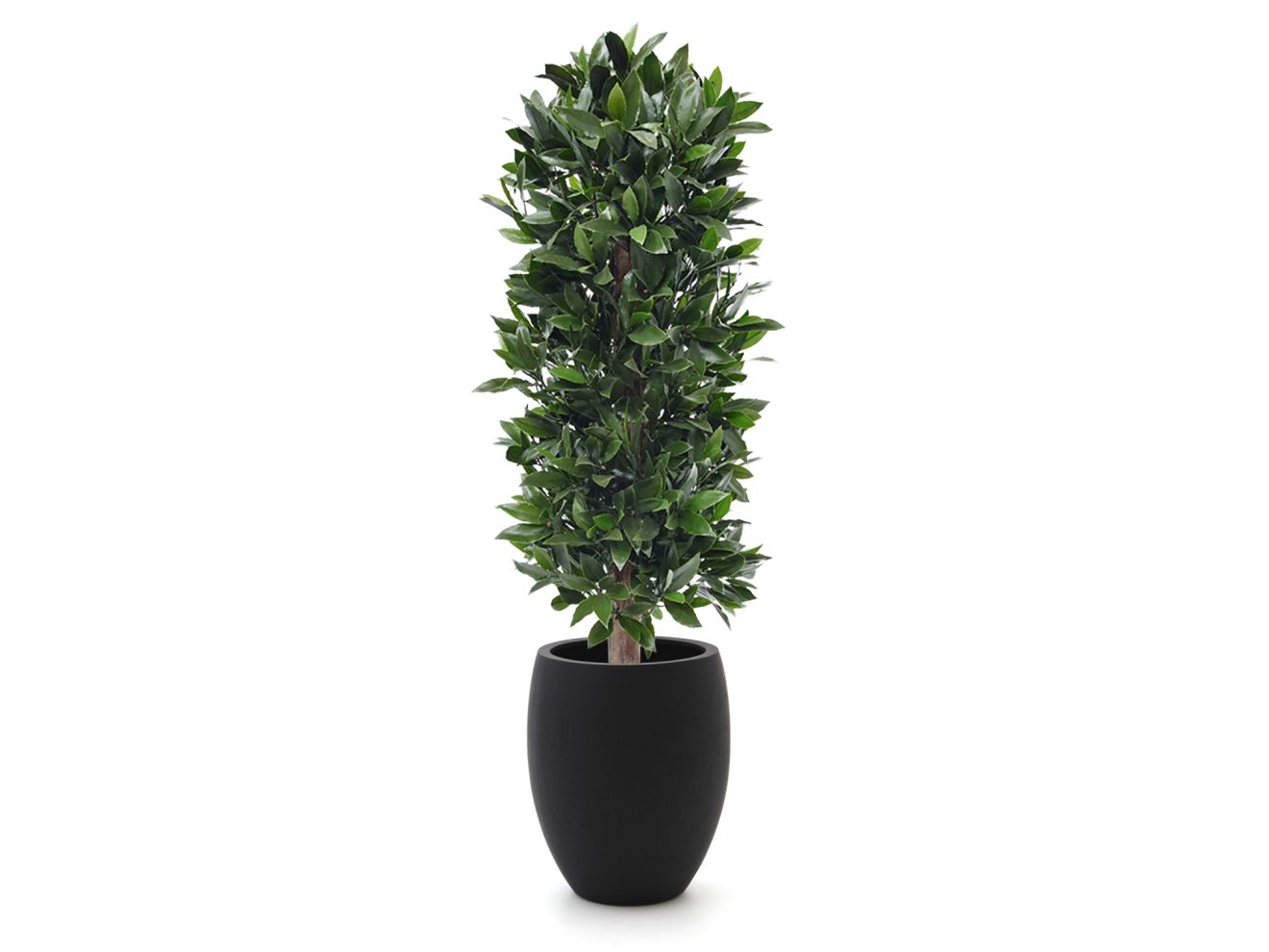 + 15 % Kassenrabatt | Designplants/Luca Lifestyle Lorbeer Säule Kunstpflanze (h:125 cm) mit Grigio Tall Balloon Blumentopf