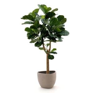 + 10 % Kassenrabatt | Designplants/Luca Lifestyle Lyrata Y Kunstbaum (h:170 cm) mit Ruvido Organic Blumentopf