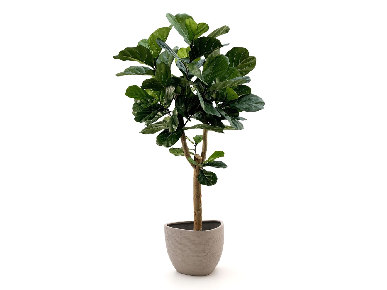 + 15 % Kassenrabatt | Designplants/Luca Lifestyle Lyrata Y Kunstbaum (h:170 cm) mit Ruvido Organic Blumentopf