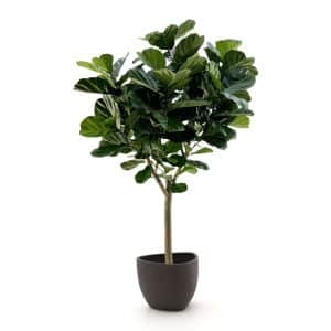 + 15 % Kassenrabatt | Designplants/Luca Lifestyle Lyrata Y Kunstbaum (h:220 cm) mit Ruvido Organic Blumentopf