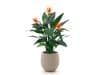 + 10 % Kassenrabatt | Designplants/Luca Lifestyle Strelitzia Kunstpflanze (h:115 cm) mit Bordo Balloon Blumentopf