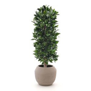 Designplants/Luca Lifestyle Lorbeer Säule Kunstpflanze (h:125 cm) mit Ruvido Combi Blumentopf
