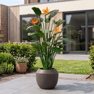 + 10 % Kassenrabatt | Designplants/Luca Lifestyle Strelitzia Kunstpflanze (h:145 cm) mit Ruvido Combi Blumentopf