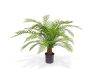 Designplants Alsophillia Farn Kunstpflanze (h: 80 cm)