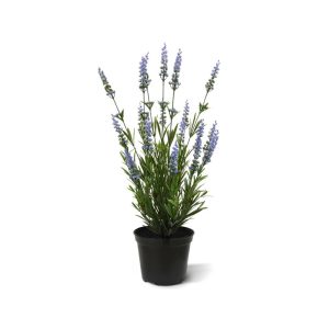 Designplants Lavendel Kunstpflanze (h: 50 cm)