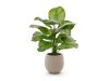 Designplants/Luca Lifestyle Calathea Fasciata Kunstpflanze (h:70 cm) mit Bordo Balloon Blumentopf