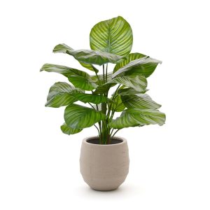 Designplants/Luca Lifestyle Calathea Fasciata Kunstpflanze (h:70 cm) mit Bordo Balloon Blumentopf