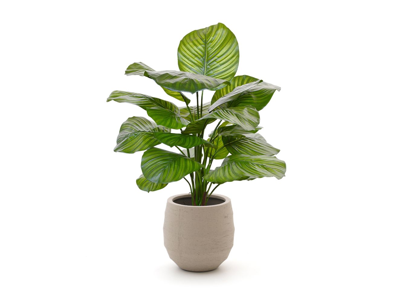 Designplants/Luca Lifestyle Calathea Fasciata Kunstpflanze (h:70 cm) mit Bordo Balloon Blumentopf