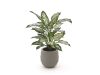 Designplants/Luca Lifestyle Dieffenbachia Kunstpflanze (h:60 cm) mit Bordo Balloon Blumentopf
