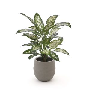 Designplants/Luca Lifestyle Dieffenbachia Kunstpflanze (h:60 cm) mit Bordo Balloon Blumentopf