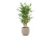 Designplants/Luca Lifestyle Japanischer Bambus Kunstpflanze (h:120 cm) mit Terreno Balloon Blumentopf