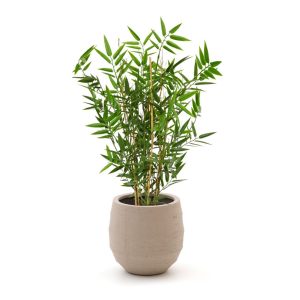Designplants/Luca Lifestyle Japanischer Bambus Kunstpflanze (h:60 cm) mit Bordo Balloon Blumentopf
