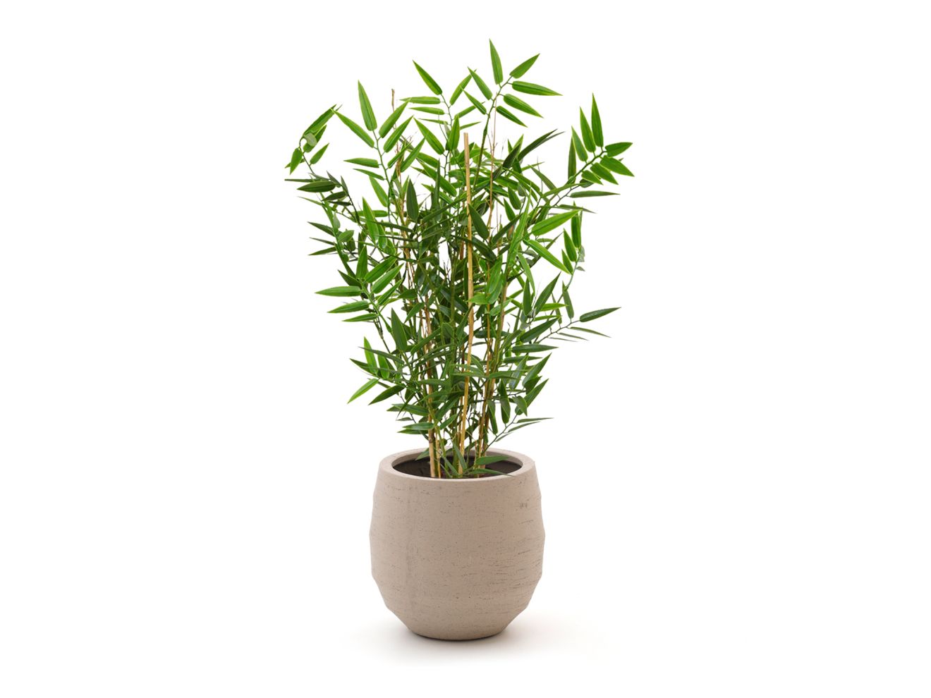 Designplants/Luca Lifestyle Japanischer Bambus Kunstpflanze (h:60 cm) mit Bordo Balloon Blumentopf