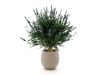Designplants/Luca Lifestyle Lavendel Kugel Kunstpflanze (h:60 cm) mit Bordo Balloon Blumentopf