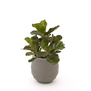 Designplants/Luca Lifestyle Lyrata Kunstpflanze (h:45 cm) mit Bordo Balloon Blumentopf