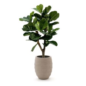 Designplants/Luca Lifestyle Lyrata Y Kunstbaum (h:130 cm) mit Bordo Tall Balloon Blumentopf
